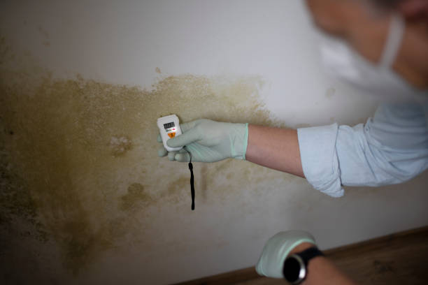 Best Attic Mold Remediation in USA